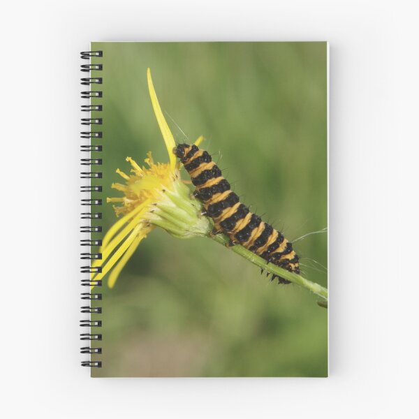 Item preview, Cinnabar Moth Caterpillar On Ragwort designed and sold by Adrian Wale.