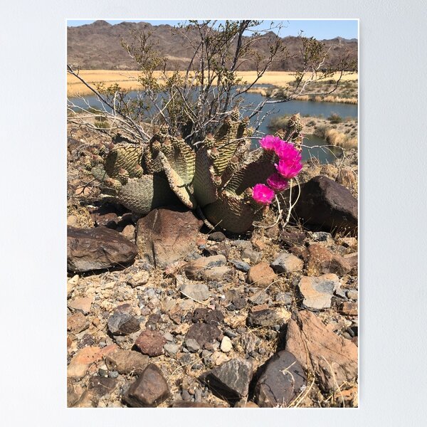 Item preview, Cactus Blossom  designed and sold by treasuretrove15.