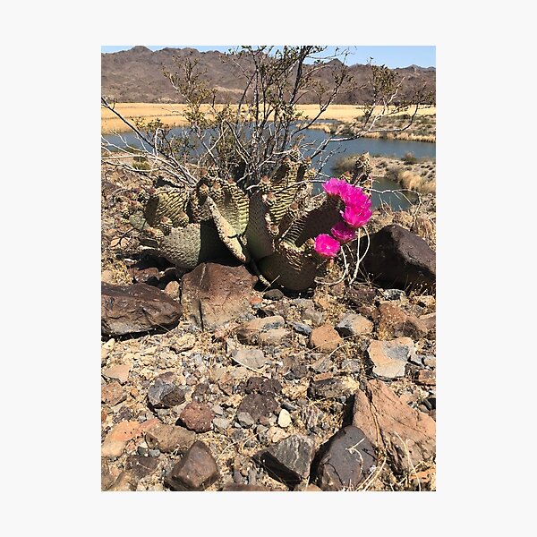 Item preview, Cactus Blossom  designed and sold by treasuretrove15.