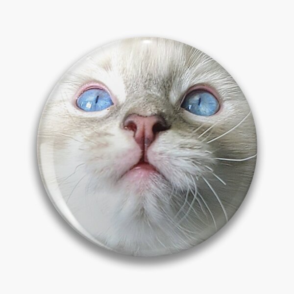 Item preview, Cute ragdoll kitten designed and sold by Fluffycat2020.