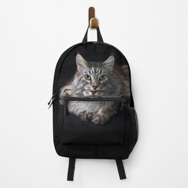 Item preview, gray maine coon cat on black background looking at viewer designed and sold by Stephen Orsillo.