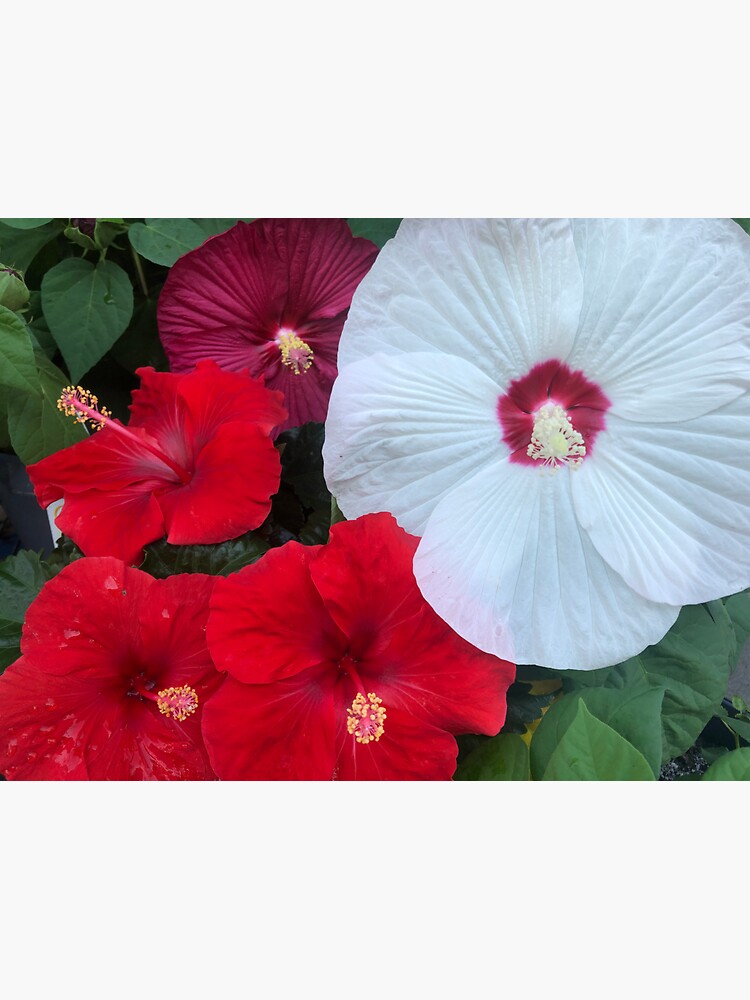 "Hibiscus" Sticker for Sale by KhaoticArts Redbubble