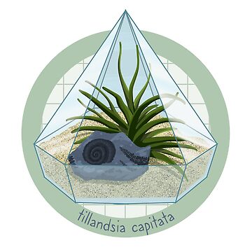 Artwork thumbnail, Terrarium - Tillandsia Capitata by evilrobotcat