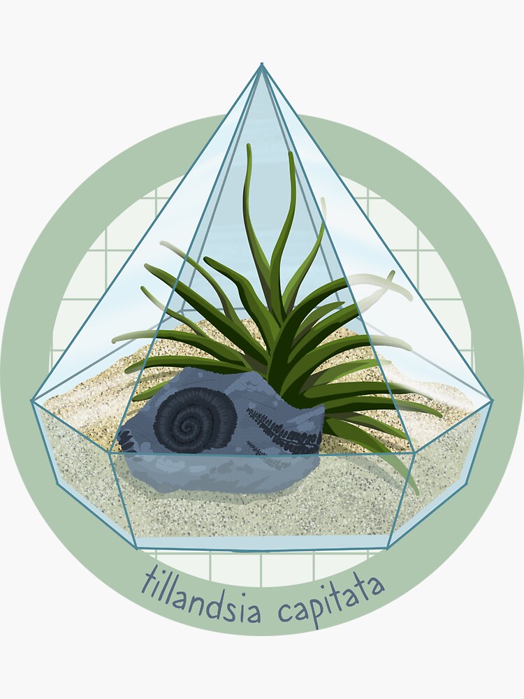 Thumbnail 3 of 3, Sticker, Terrarium - Tillandsia Capitata designed and sold by evilrobotcat.
