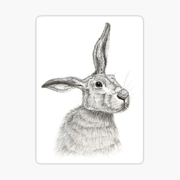 Merlin the Hare Sticker