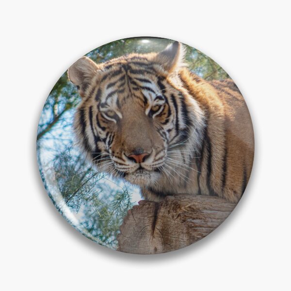 Item preview, Tiger resting designed and sold by ChrissyHull.