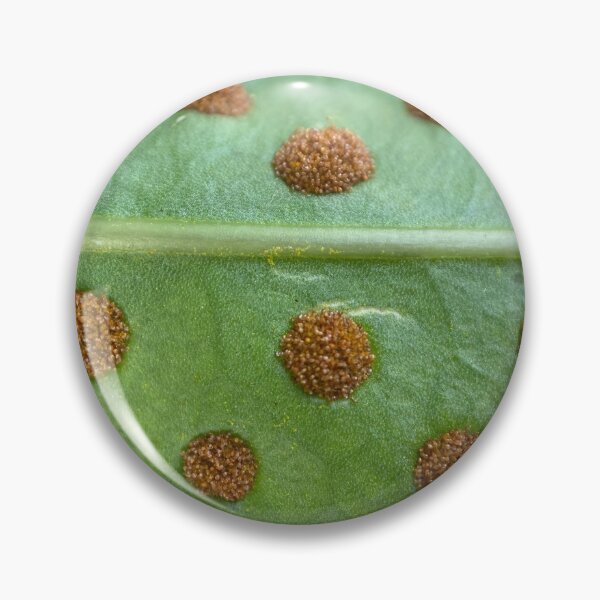Item preview, Golden Polypody Leaf designed and sold by Sinemathk.