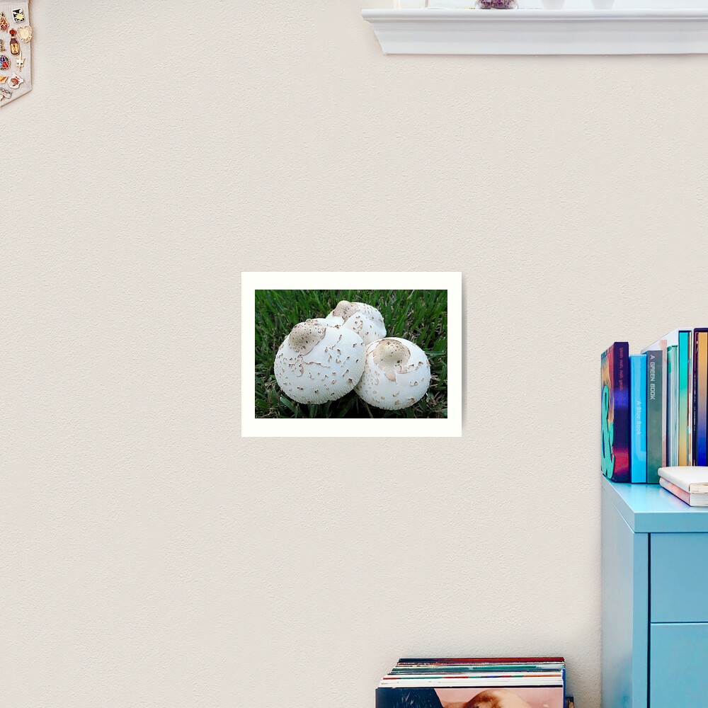 Fungus Trio | Art Print