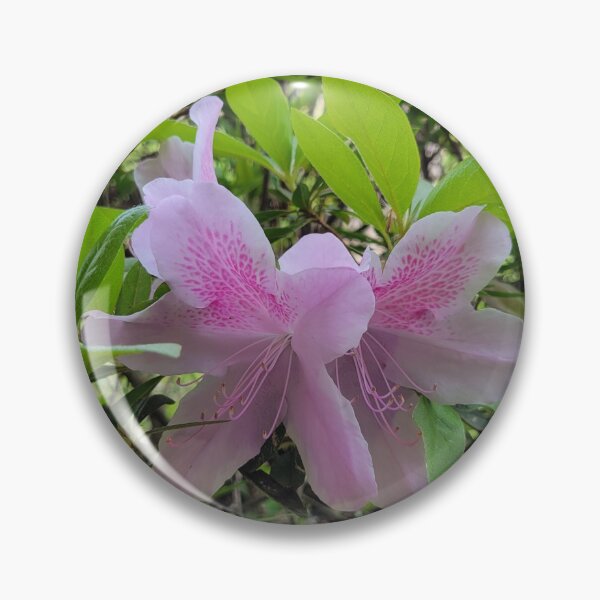 Artikelvorschau, Rosa Azalee entworfen und verkauft von Samrabito119.