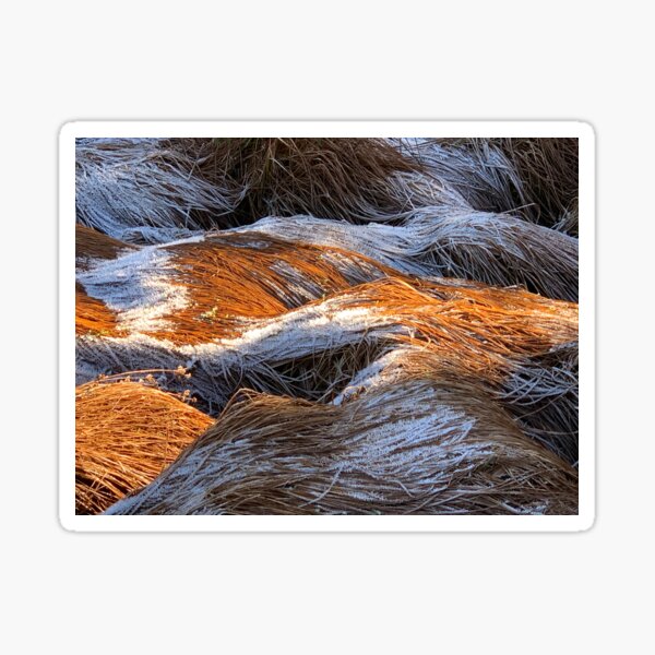 Frosty tussock Sticker