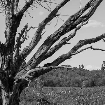 Artwork thumbnail, Blighted Roots by InhumanImaging