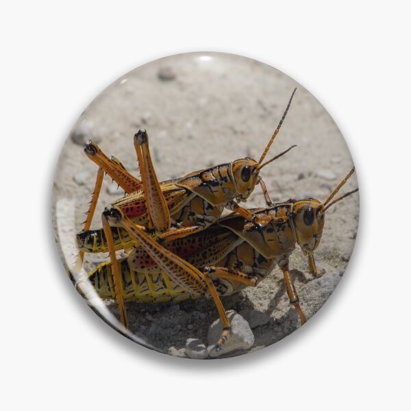 Item preview, Romalea Microptera designed and sold by InhumanImaging.