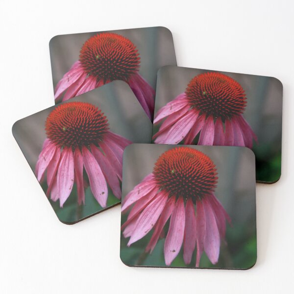 Item preview, Coneflower in Autumn Bloom designed and sold by abcpho2grafy.