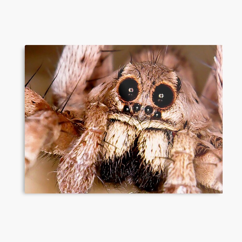 Impression Sur Toile Loup Araignee Mignon Visage Par Yousef99 Redbubble