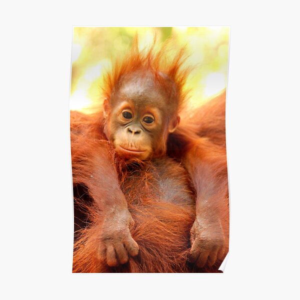 Bad hair day! Poster