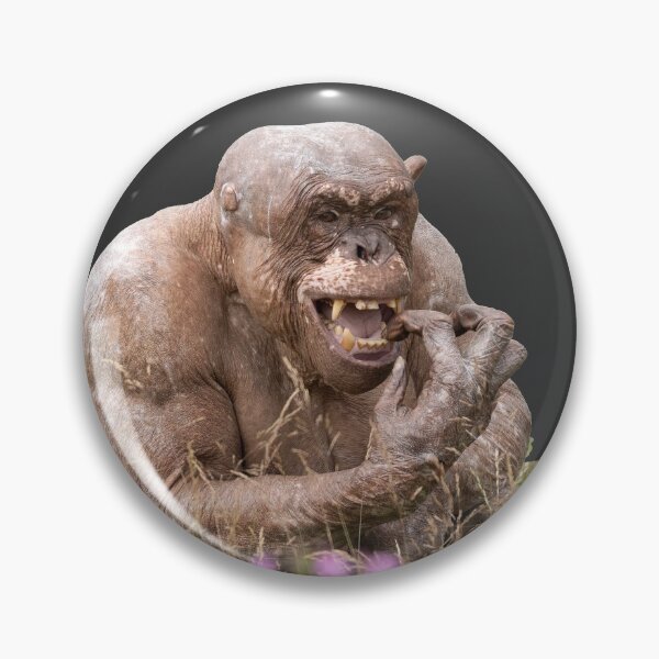 Item preview, Hairless chimp Jambo checking his teeth designed and sold by rawshutterbug.