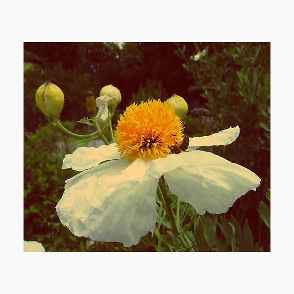 Secret Garden | White poppy Photographic Print