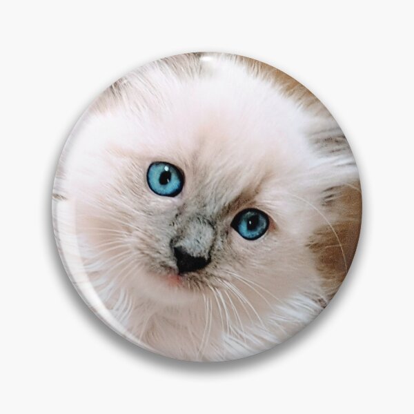 Item preview, Ragdoll kitten designed and sold by Fluffycat2020.