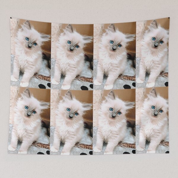 Item preview, Ragdoll kitten designed and sold by Fluffycat2020.