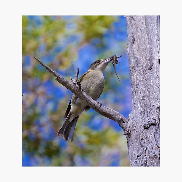 ARTAMIDAE ~ Grey Butcherbird 2 of 5 by David Irwin Photographic Print