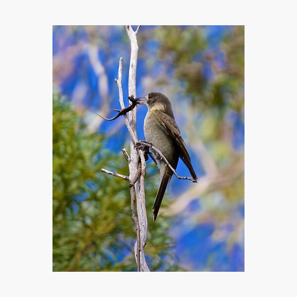 ARTAMIDAE ~ Grey Butcherbird 1 of 5 by David Irwin Photographic Print