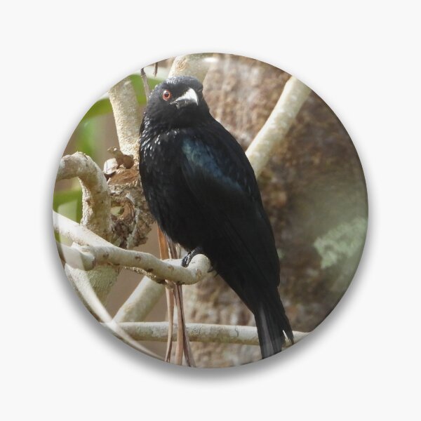 Item preview, Spangled Drongo designed and sold by ongarra.
