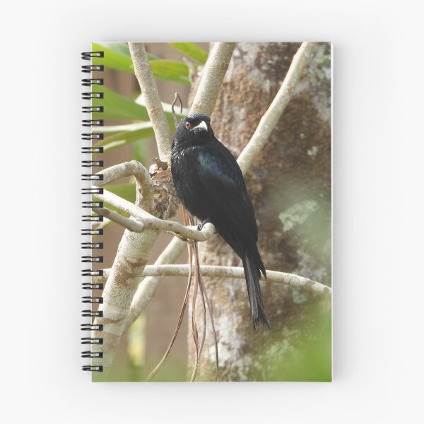 Item preview, Spangled Drongo designed and sold by ongarra.