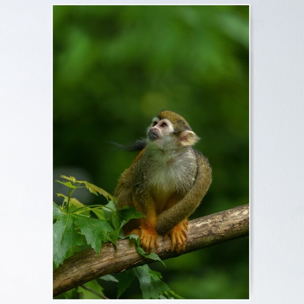 Item preview, Squirrel monkey designed and sold by rawshutterbug.