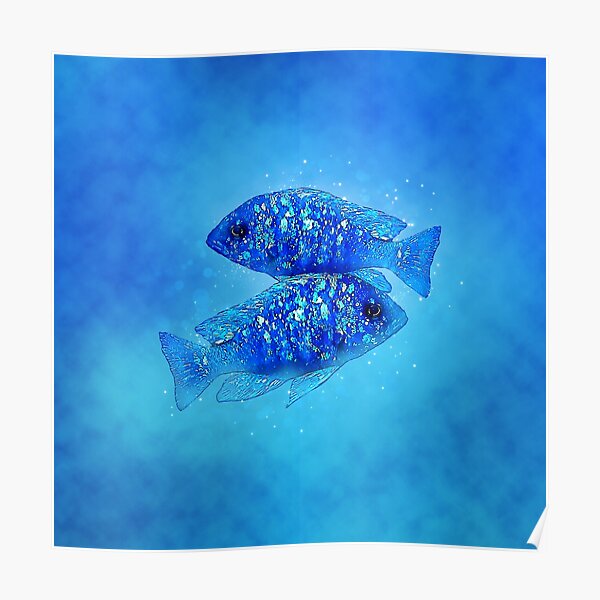 "Mirrorball Cichlid" Poster by GFishy Redbubble