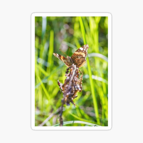Monarch Brown And Black Butterfly Sticker