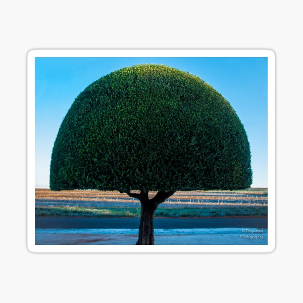 Item preview, Mintaro Tree designed and sold by 931Bsquared1007.