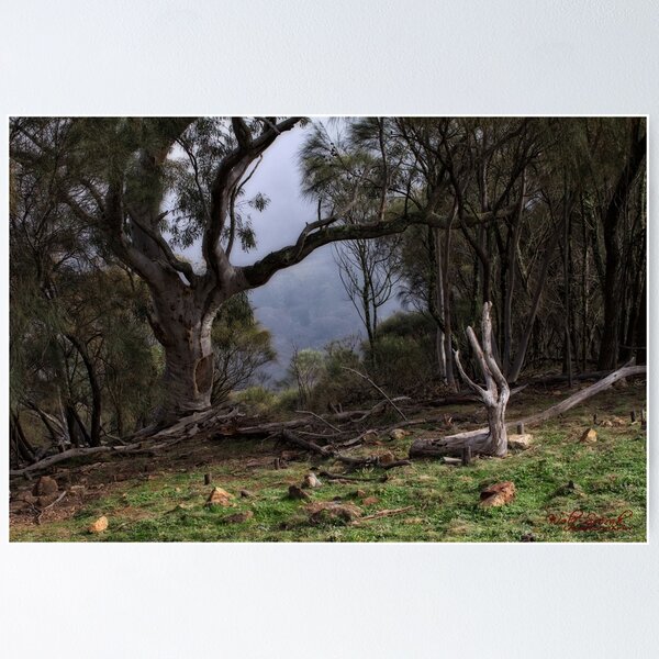 Item preview, Mount Ainslee in the Fog (3) designed and sold by Wolf Sverak Photography.