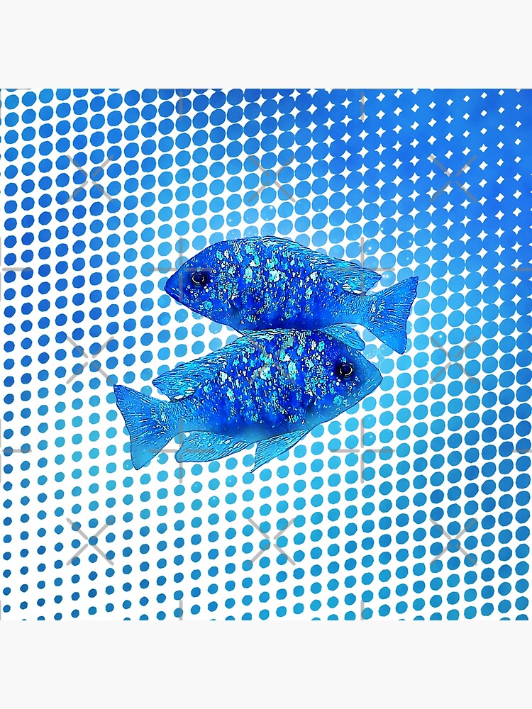 "Mirrorball Cichlid" Poster for Sale by GFishy Redbubble