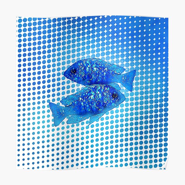 "Mirrorball Cichlid" Poster for Sale by GFishy Redbubble