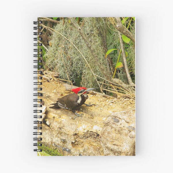 Item preview, Florida Woodpecker designed and sold by InhumanImaging.