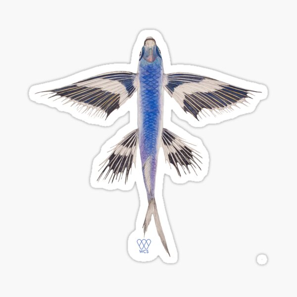Flying Fish Stickers for Sale Redbubble