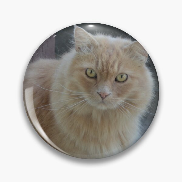 Item preview, Random Cat designed and sold by ValeriePhotos.