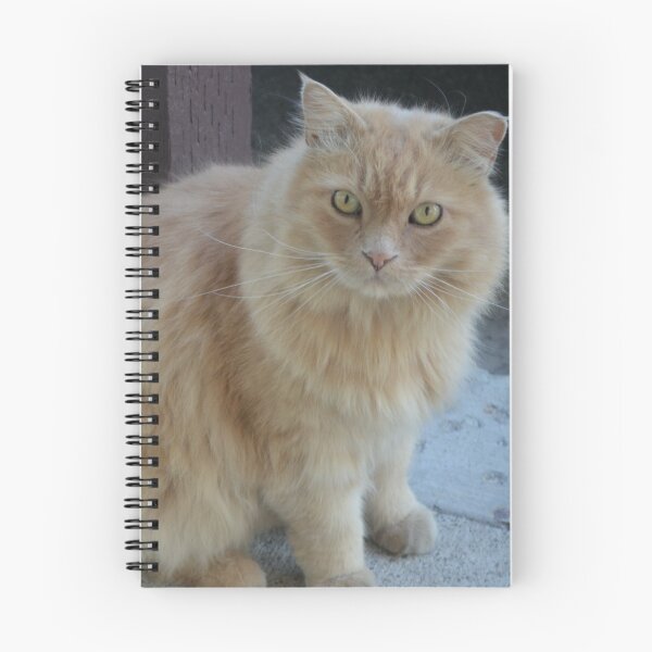 Item preview, Random Cat designed and sold by ValeriePhotos.