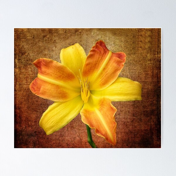 Item preview, Lily designed and sold by Lynn Bolt.