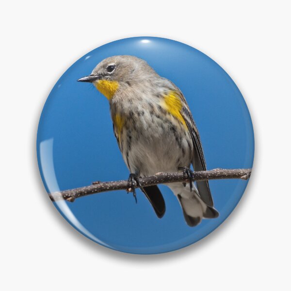 Item preview, Yellow-Rumped Warbler designed and sold by Jeff Goulden Photography.