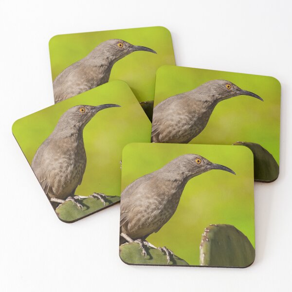 Item preview, Curve-Billed Thrasher on a Prickly Pear Cactus designed and sold by Jeff Goulden Photography.