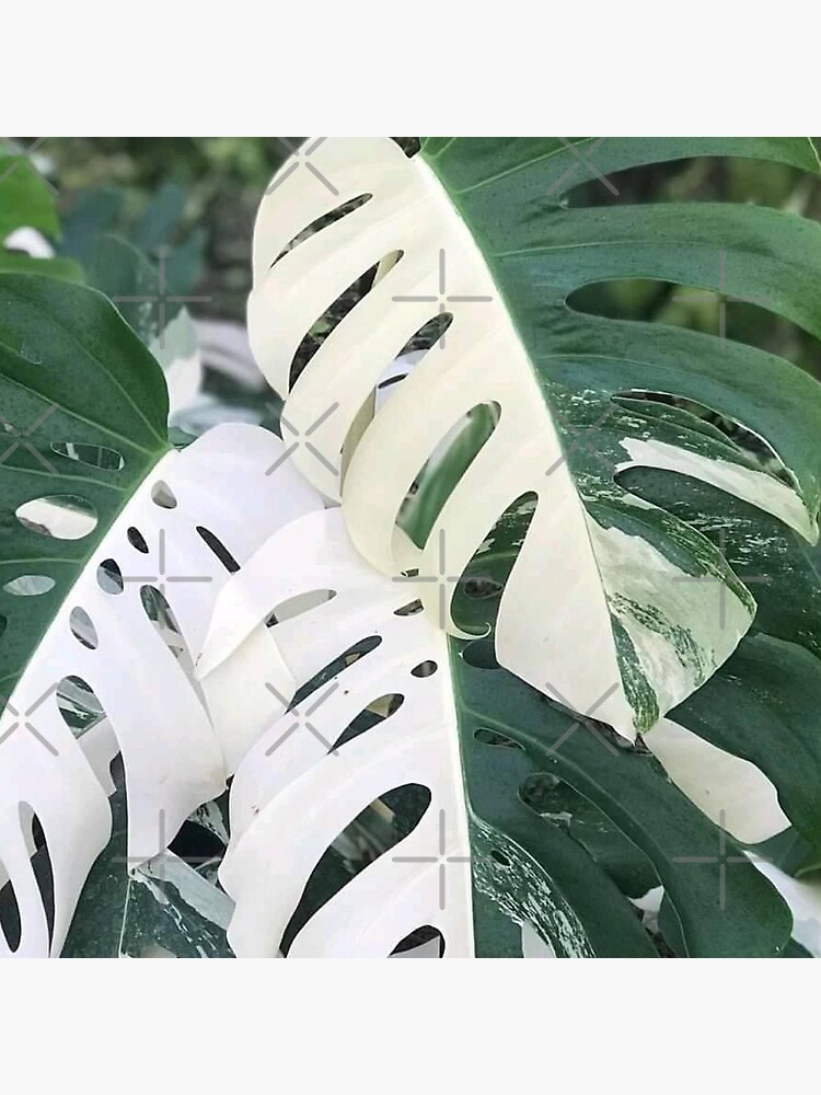 Variegated Monstera Albo Borsigiana, Half Moon Leaves