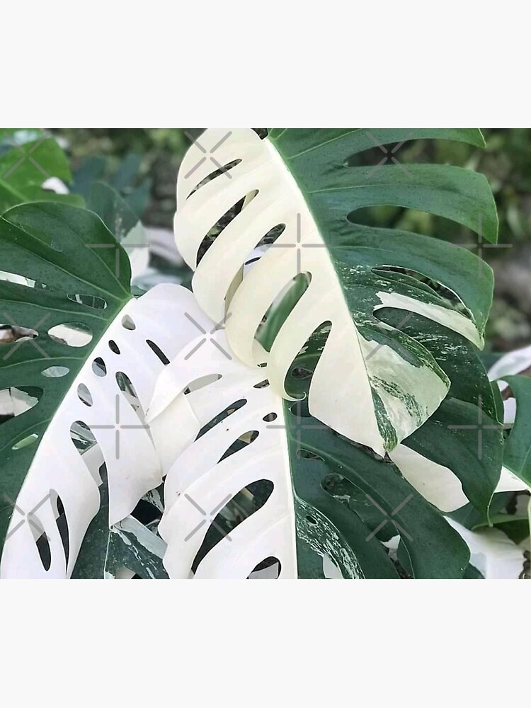 Variegated Monstera Albo Borsigiana, Half Moon Leaves