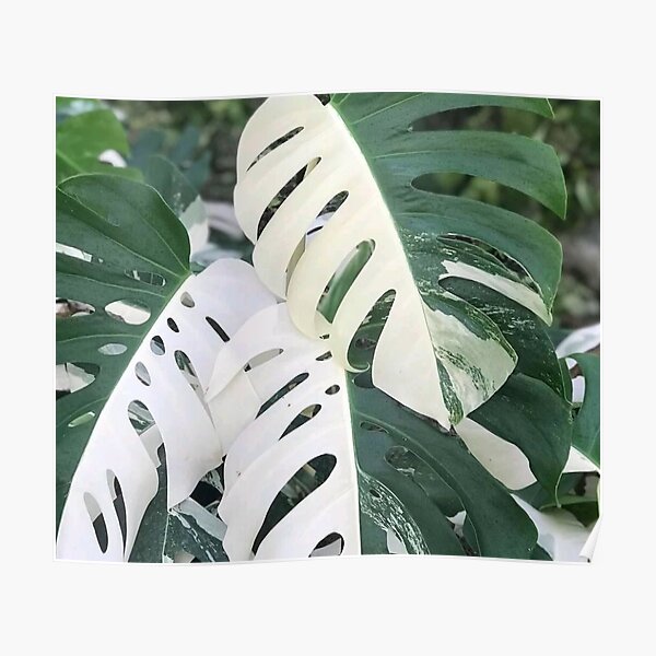 Variegated Monstera Albo Borsigiana, Half Moon Leaves Poster by IMPHives