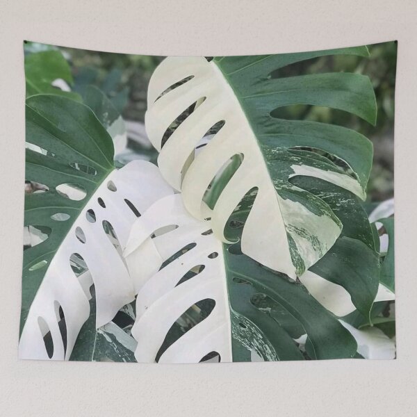 Item preview, Variegated Monstera Albo Borsigiana, Half Moon Leaves designed and sold by IMPHives.