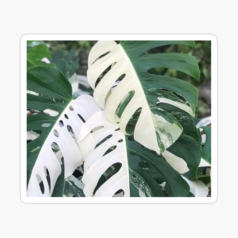 Variegated Monstera Albo Borsigiana, Half Moon Leaves | Greeting Card