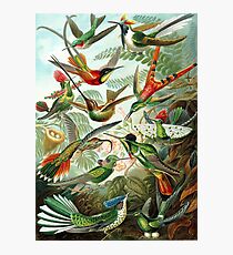 birds vintage cool design Photographic Print