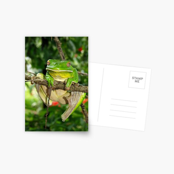 Giant White-Lipped frog Postcard