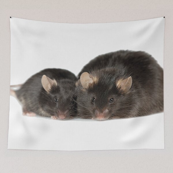 Item preview, Black Leptin Rats designed and sold by Mavy-liz.