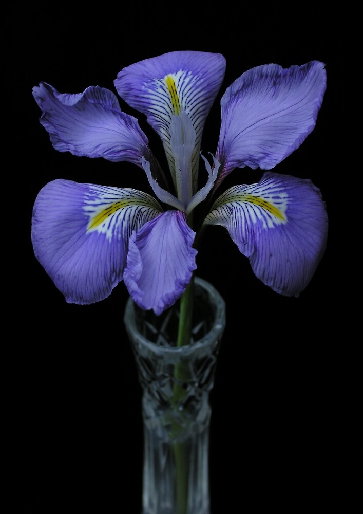 "A single bloom of Iris Unguicularis in a cut crystal specimen vase" by